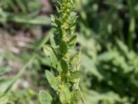 Spinacia oleracea Skånegården, Bunkeflostrand, Malmö, Skåne, Sweden 20160621_0058