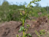 Spinacia oleracea Sliparebacken, Lund, Skåne, Sweden 20190623_0076