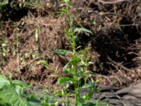 Spinacia oleracea Sliparebacken, Lund, Skåne, Sweden 220190623_0075