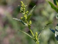 Spinacia oleracea Sliparebacken, Lund, Skåne, Sweden 220190623_0078