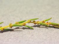 Suaeda maritima Ribersborg, Malmö, Skåne, Sweden 20160710_0136