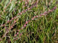 Suaeda maritima Tygelsjö ängar, Malmö, Skåne, Sweden 20150730_0048