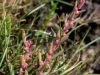 Suaeda maritima Tygelsjö ängar, Malmö, Skåne, Sweden 20150730_0049