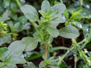 Amaranthus blitoides - Mat Amaranth - Skedamarant