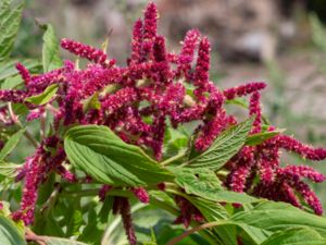 Amaranthus caudatus - Love-lies-bleeding - Rävsvans