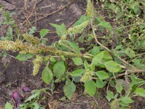 Amaranthus retroflexus - Common Amaranth - Svinamarant