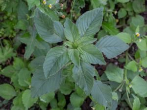 Amaranthus viridis - Slender Amaranth - Smalamarant