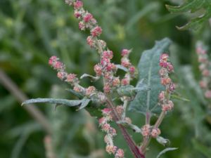 Atriplex calotheca - Spear-leaved Orach - Flikmålla