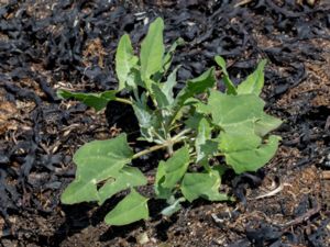 Atriplex glabriuscula - Long-stalked Orache - Broskmålla