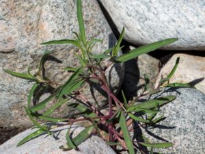 Atriplex littoralis - Grass-leaved Orache - Strandmålla