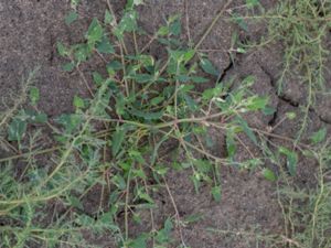 Atriplex longipes - Brådmålla, skaftmålla