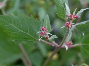 Atriplex prostrata - Spear-leaved Orache - Spjutmålla