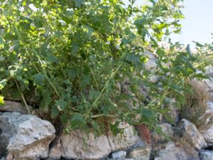 Atriplex tatarica