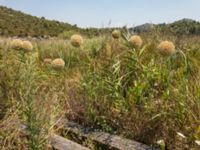 Allium ampeloprasum Neretve Delta, Ploce, Croatia 20170803_1566