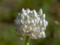 Allium ampeloprasum Ulricedal, Malmö, Skåne, Sweden 20190819_0001