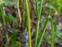 Allium ampeloprasum Ulricedal, Malmö, Skåne, Sweden 20190819_0006