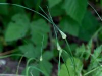 Allium carinatum Udden, Hammarsjön, Kristianstad, Skåne, Sweden 20160628_0051