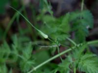 Allium carinatum Udden, Hammarsjön, Kristianstad, Skåne, Sweden 20160628_0052