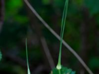 Allium carinatum Udden, Hammarsjön, Kristianstad, Skåne, Sweden 20160628_0055