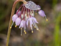 Allium cernuum Rondell Österleden-Fältarpsvägen, Helsingborg, Skåne, Sweden 20170811B_0030