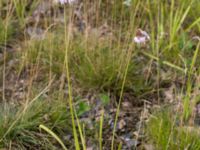 Allium cernuum Rondell Österleden-Fältarpsvägen, Helsingborg, Skåne, Sweden 20170811_0028