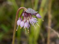 Allium cernuum Rondell Österleden-Fältarpsvägen, Helsingborg, Skåne, Sweden 20170811_0032