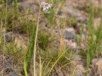 Allium cernuum Rondell Österleden-Fältarpsvägen, Helsingborg, Skåne, Sweden 20170811_0041