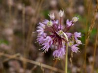 Allium cernuum Rondell Österleden-Fältarpsvägen, Helsingborg, Skåne, Sweden 20190805_0002