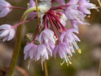 Allium cernuum Rondell Österleden-Fältarpsvägen, Helsingborg, Skåne, Sweden 20190805_0004