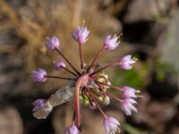 Allium cernuum Rondell Fältarpsvägen-Österleden, Helsingborg, Skåne, Sweden 20200725_0102