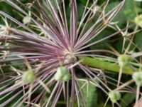 Allium christophii Ystadvägen korsning cykelbana, Malmö, Skåne, Sweden 20170714_0003