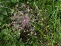 Allium christophii Ystadvägen korsning cykelbana, Malmö, Skåne, Sweden 20170714_0005