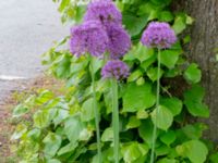 Allium giganteum Åldermansgatan, Lund, Skåne, Sweden 20230523_0070