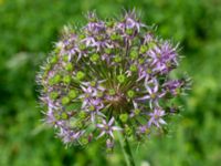 Allium hollandicum Limhamns kyrkogård, Malmö, Skåne, Sweden 20240525_0007