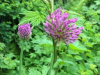 Allium hollandicum Lokstallarna, Malmö, Skåne, Sweden 20160523_IMG_4434