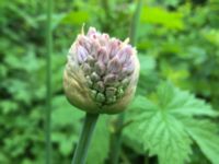 Allium hollandicum Lokstallarna, Malmö, Skåne, Sweden 20160523_IMG_4435