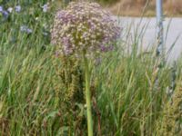 Allium hollandicum Scaniaparken, Malmö, Skåne, Sweden 20210708_0028