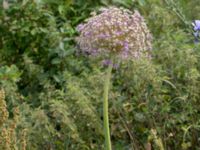 Allium hollandicum Scaniaparken, Malmö, Skåne, Sweden 20210708_0035