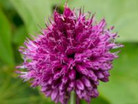 Allium hollandicum Svanetorpsvägen, Åkarp, Lomma, Skåne, Sweden 20160716_0101