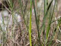 Allium lineare Gösslunda, Mörbylånga, Öland, Sweden 20170526_0060