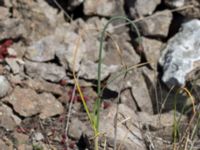 Allium lineare Gösslunda, Mörbylånga, Öland, Sweden 20170526_0062