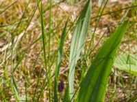 Allium moly Flygarevägen 19B, Höllviken, Vellinge, Skåne, Sweden 20170518_0010