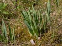 Allium moly Flygarevägen 19B, Höllviken, Vellinge, Skåne, Sweden 20170518_0011