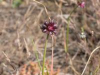 Allium oleraceum Furehov, Åhus, Kristianstad, Skåne, Sweden 20170719_0194