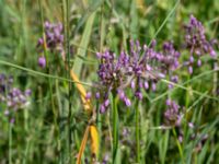 Allium oleraceum Säbyholmsvägen, Landskrona, Skåne, Sweden 20160711_0115