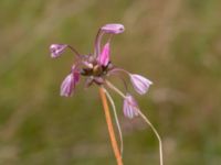 Allium oleraceum Snärjet, Oppmanna, Kristianstad, Skåne, Sweden 20200731_0096