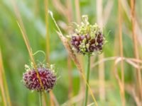 Allium oleraceum Tygelsjö ängar, Malmö, Skåne, Sweden 20230630_0002