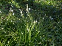 Allium paradoxum Säbybäcken, Landskrona, Skåne, Sweden 20160422_0003