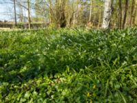 Allium paradoxum Säbybäcken, Landskrona, Skåne, Sweden 20160422_0068