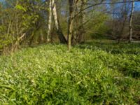 Allium paradoxum Säbybäcken, Landskrona, Skåne, Sweden 20160422_0070